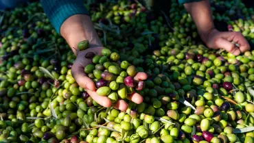 Türkiye sofralık zeytin üretiminde zirveye ulaştı